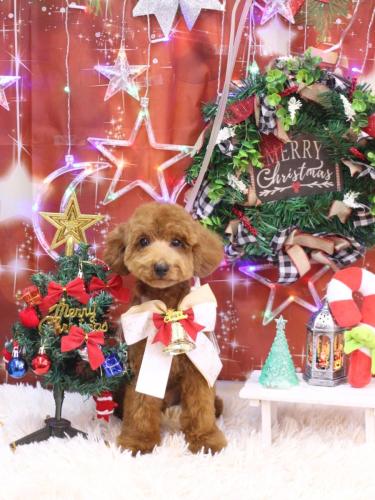 20231213ハッピーくん